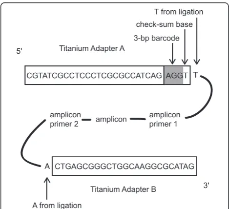 Figure 8 Diagram of barcoded ampliconinterest, flanked by forward and reverse PCR primer sequences, wassubjected to ligation of the Titanium Adapter B and Adapter A +barcode sequence, producing an oligonucleotide of the formshown