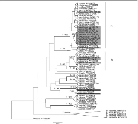 Figure 4 Phylogenetic tree of Poa CDO504 sequences. Maximum clade credibility tree made using BEAST [91]: 10,000,000 generations,constant population size, GTR+G model with starting substitution matrix and gamma parameter values chosen in ModelTest 3.7