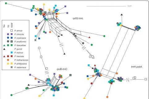 Figure 5 Networks for the three chloroplast non-coding regions sequencedSplitsTree 4.11.3 using the EqualAngle layout option, from distance matrices created in Mega 5 (see text for details)