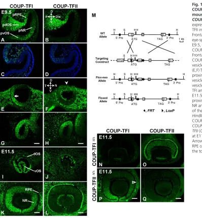 Fig. 1. Expression of COUP-TFI and