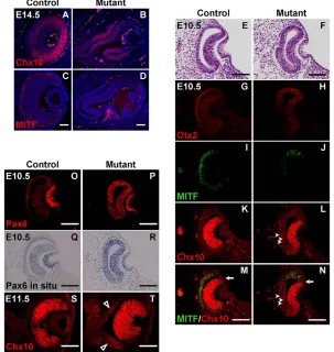 Fig. 5. Transformation of the RPE into neural