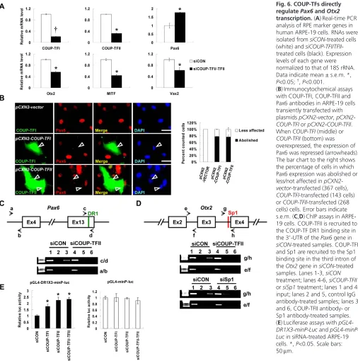 Fig. 6. COUP-TFs directly