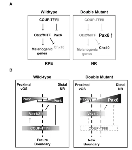 Fig. 7. Cell-intrinsic mechanisms mediated by COUP-TFI/TFIIgenes regulate RPE versus NR fates