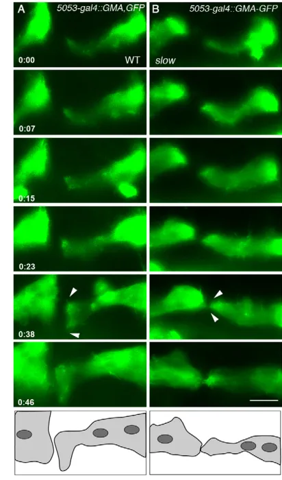 Fig. 3. Live imaging of muscle migration indicates aberrantmuscle attachment in mutant embryos, the muscle ends fail to spread out and attach in amore pointed configuration (arrows)