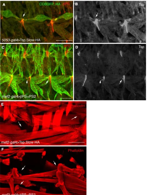 Fig. 10. Early muscle-specific expression of either PS2boverexpressing UAS-CD8::GFP, Slow-HA and Tsp from muscle 12 usingthe Tsp (white)