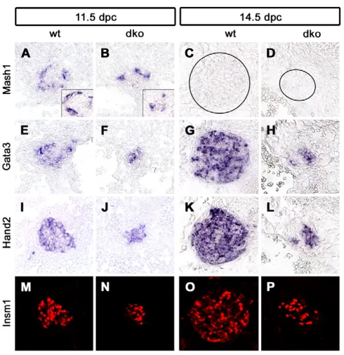 Fig. 5. The influence of Sox4 and Sox11 on neuronaldifferentiation in vitro and in vivo.chicken DRG precursor cells transfected with GFP (control),Sox4/GFP, Sox11/GFP or Phox2a/GFP was quantified fromimmunostainings similar to those shown in A-F