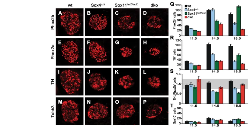 Fig. 7. SG marker gene expression in mice with SoxC deficiencies. (sections of wild-type (A,E,I,M), Numbers of Sox10-positive cells, by contrast, were comparable among genotypes