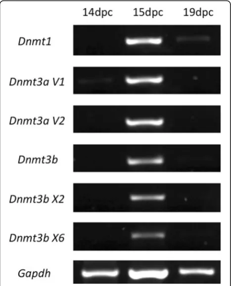 Fig. 2 Dnmt1, Dnmt3a (variants 1 and 2) and Dnmt3b (variants X2and X6) expression in rat PGC/gonocytes ate 14dpc, 15dpc and19dpc