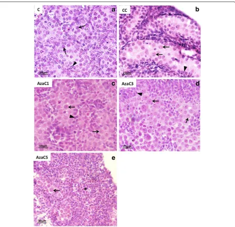 Fig. 4 Morphological analysis of the 16dpc gonads of control (C), culture-control (CC) and 5-Aza-CdR-treated gonads