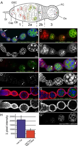 Fig. 1. Over-expression of a non-phosphorylatable form ofPar-1 disrupts the early polarization of the oocyte.early steps of oogenesis