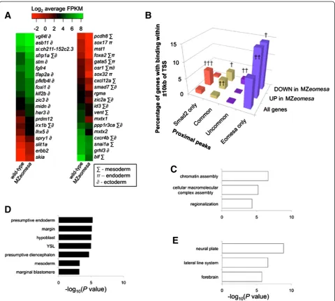 Figure 5 Eomesa positively regulates mesendoderm and negatively regulates ectoderm markers and chromatin assembly genes.analysis of genes downregulated in MZ(A) Heatmap of expression differences between wild-type and MZeomesa mutants at sphere stage; π – e
