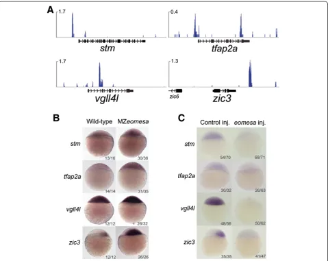 Figure 6 Eomesa negatively regulates neural marker gene expression. (A) ChIP-seq data showing binding of Eomesa at sphere stageproximal to neural marker genes; scale in reads per million reads