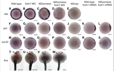 Figure 4 Eomesa and Foxh1 combinatorially regulate early mesendoderm marker expression and are required for endodermsion of sox32 expression in the ventral margin of MZttnaformation
