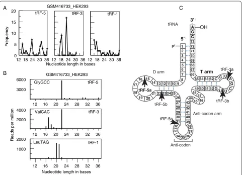 Figure 1 Non-random mapping of small RNAs (tRFs) on tRNA genes (HEK293 human cell line)