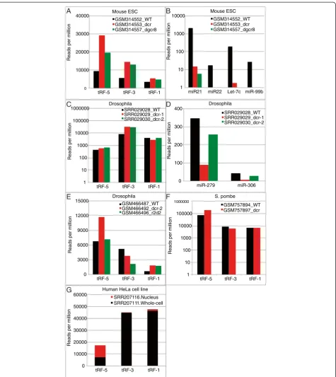 Figure 4 Processing of tRFs is distinct from miRNAs and tRF-3 and tRF-1 are mostly cytoplasmic