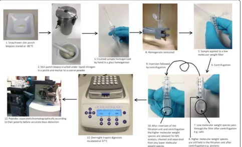 Fig. 1 Diagram showing the generic workflow for preparing skin punch biopsies for MS analysis, including a low molecular weight speciesclean-up step