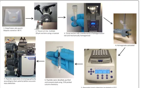Fig. 2 Diagram showing the modified workflow for preparing skin punch biopsies for MS analysis