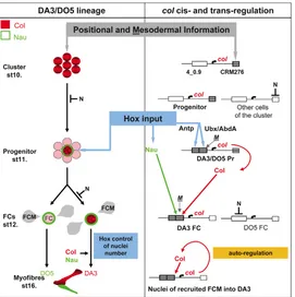 Fig. 6. Expression of Nau and Col can bypassthe Hox requirement for DA3 musclespecification