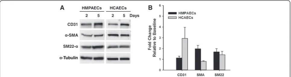 Fig. 1 Time-dependent Change in the Expression of Endothelial and Smooth Muscle Markers in HMPAECs and HCAECs.western blots