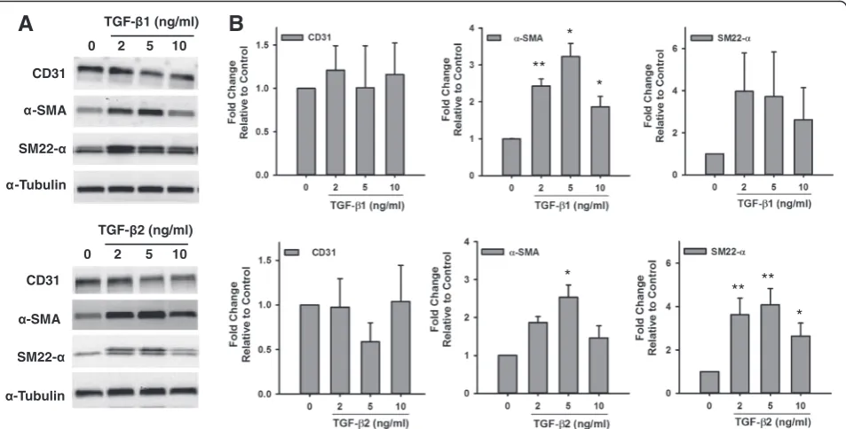 Fig. 3 Effect of TGF-were normalized toβ on the Expression of Endothelial and Smooth Muscle Markers in HMPAECs