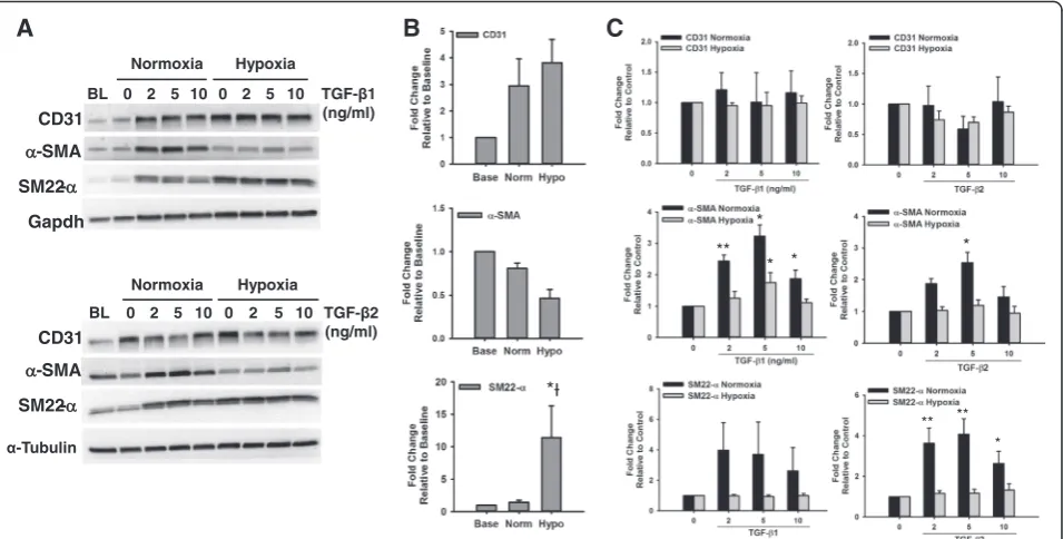 Fig. 4 Effect of Hypoxia and TGF-different doses of TGF-β on the Expression of Endothelial and Smooth Muscle Markers in HCAECs
