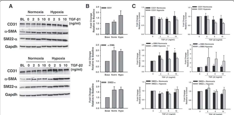 Fig. 5 Effect of TGF-β on the Expression of Endothelial and Smooth Muscle Markers in HMPAECs