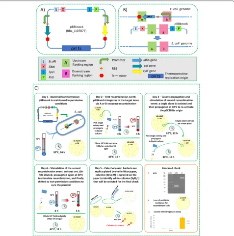 Fig. 1 Description of the pBBknock vector, knockout experimental design and protocol. a Vector description; all the elements are describedin the box below the panel