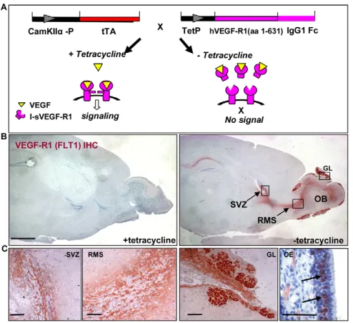 Fig. 3. Bi-transgenic conditional system for VEGF knockdown inthe SVZ-RMS-OB pathway. areas in B