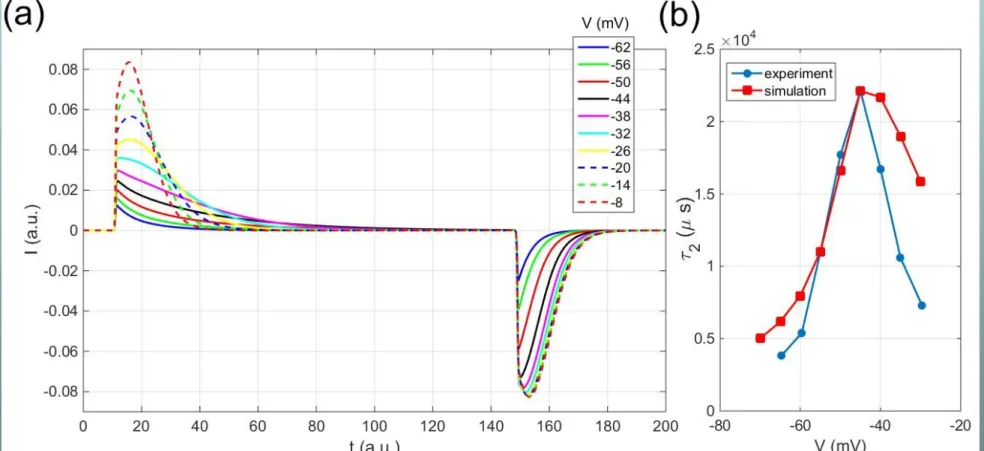 Figure 9. (a) Time courses of subtracted gating current  [ A1]  with voltage rising 