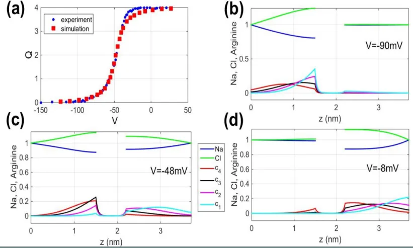 Figure 3. (a) QV curve and comparison with [7]. Steady-state distributions for Na, Cl  and arginines at (b) V=-90mV, (c) V=-48mV, (d) V=-8mV