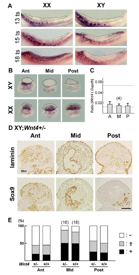 Fig. 8. Spatiotemporal patterns of Wnt4 expression and