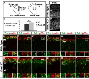 Fig. 8. Impairment of FGF signalling with pharmacologicalinhibitors decreases rostral CR cell generation in telencephalicdecrease in the generation of CR cells (calretininthe part of the explant that corresponds to the dorsal telencephalon(arrow), whereas 