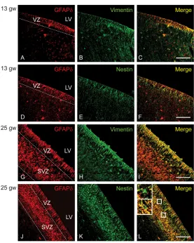 Fig. 5. GFAPd co-localization with vimentin and nestin.GFAPd expression was found in the VZ at 13 gw (A,D), similar