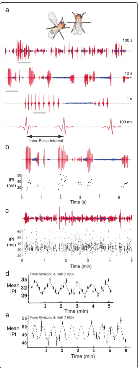 Figure 1 Courtship song and putative courtship song rhythms.interval. The song trace is shown above and the IPI data below.Examples of KH cycles produced bysimulans(a) An example of a segmented single recording is shown at multiplescales, from 100 s to 100