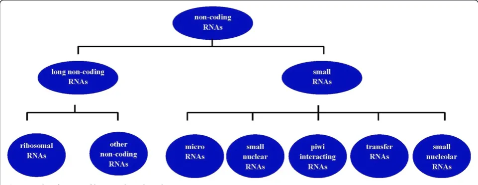 Figure 1 Classification of lncRNAs based on the sizes.