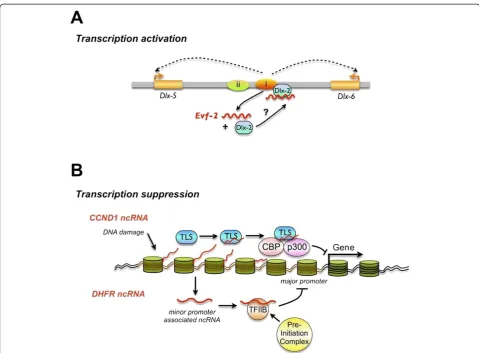 Figure 2 Long non-coding RNA-mediated transcription regulation. Asuppression by lncRNA