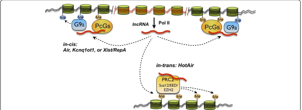 Figure 4 Long non-coding RNA-mediated chromatin remodeling. The lncRNAs, transcribed by RNA polymerase II could recruit transcriptionalrepressive complexes including PcGs and G9a to silence specific genomic regions, both in cis (top) and in trans (bottom) [31,96,97].