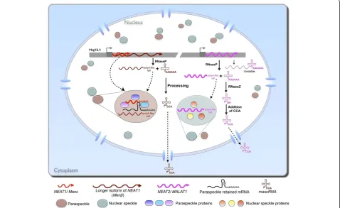 Figure 5 Long non-coding RNAs in nuclear sub-compartments. Human NEAT1 (Menεin mouse) localizes to para-speckles and it is required forpara-speckle structural integrity