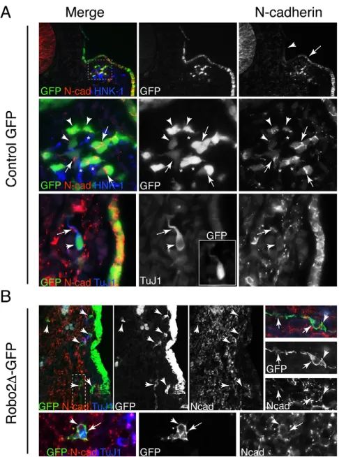 Fig. 4. Robo2 inhibition blocks formation of N-cadherin-localized tight adherens junctions.neurons (GFPblocked placodal neurons (GFP (A)(Top row) Cross-sectionthrough a stage 13 control GFP chick embryo showing N-cadherinprotein expression in the dorsomed