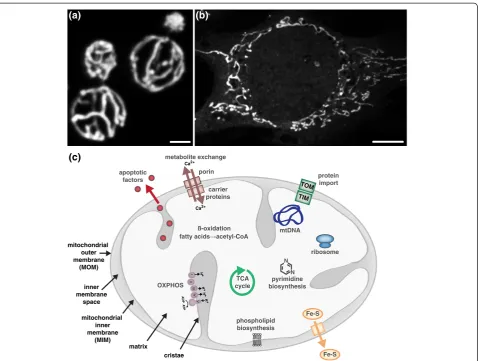 Figure 1. The form and functions of mitochondria. (a)tionally distinct membranes, the mitochondrial outer and inner membranes (MOM and MIM, respectively)
