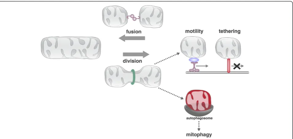 Figure 2. The conserved activities of mitochondrial division, fusion, motility and tethering shape and position the dynamicmitochondrial network