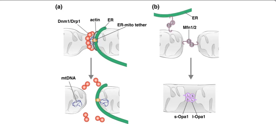 Figure 3. Molecular models of mitochondrial division and fusion. (a)mitochondrial division factors and internal mitochondrial structures