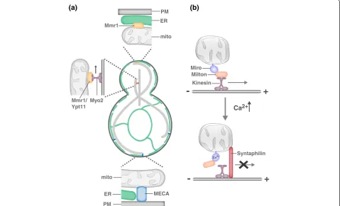 Figure 4. Molecular models of mitochondrial motility and tethering. (a) In yeast, mitochondria are actively transported to the growing budvia Myo2-driven transport along the actin cytoskeleton