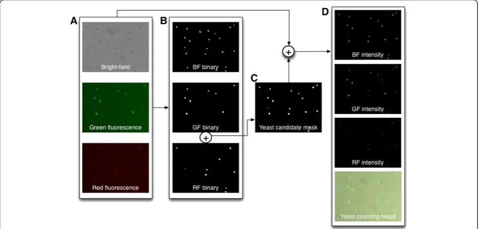 Figure 1 Working principle of yeast counting by using FDA. (A) Chemical formula of FDA