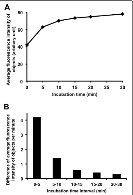 Figure 5 Kinetics of yeast staining by FDA. (A) Averagefluorescence intensity level of objects according to incubation time.(B) Difference of average fluorescence intensity of objects accordingto incubation time interval.