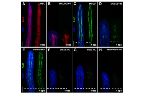 Figure 6 Hdac1 inhibition and morpholino-mediated knockdown ofexpression of Actinodin 1