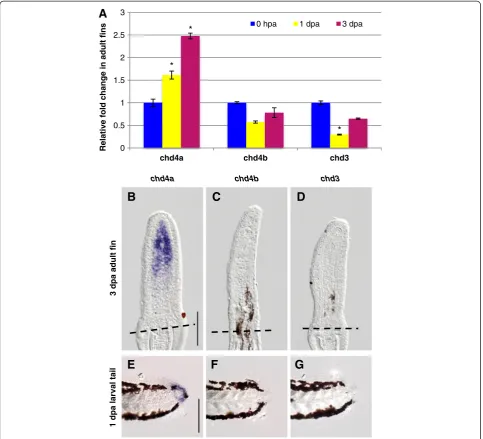 Figure 1 One of the three Mi-2 orthologs, chd4a, is specifically induced in the blastema during fin regeneration