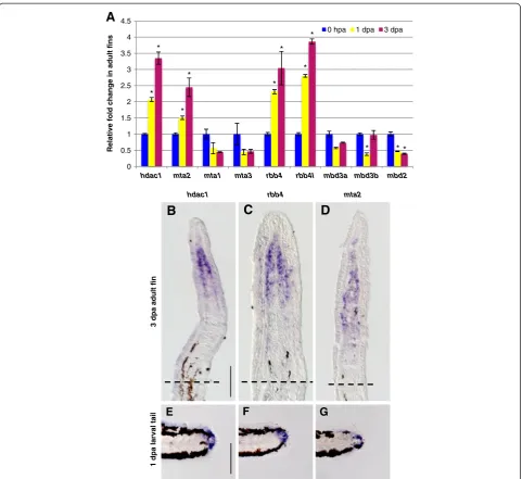 Figure 2 Specific NuRD component orthologs are expressed in the blastema of regenerating fins