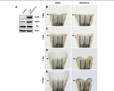 Figure S8). This result confirmed that Hdac1 inhibition af-