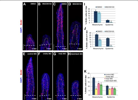 Figure 5 The NuRD components hdac1, chd4a, mta2, and rbb4 are required for blastema cell proliferation during the regenerativeoutgrowth phase
